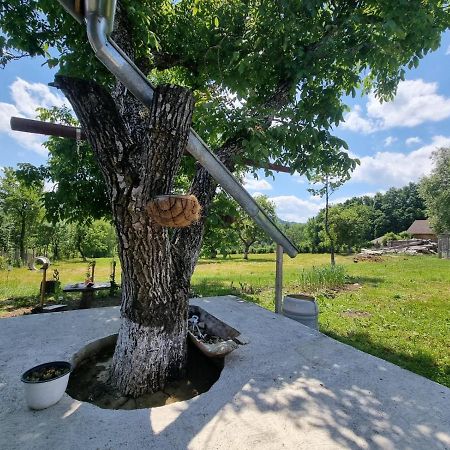 Casa Primitoare In Inima Naturii Si Padurii Rasca  ภายนอก รูปภาพ