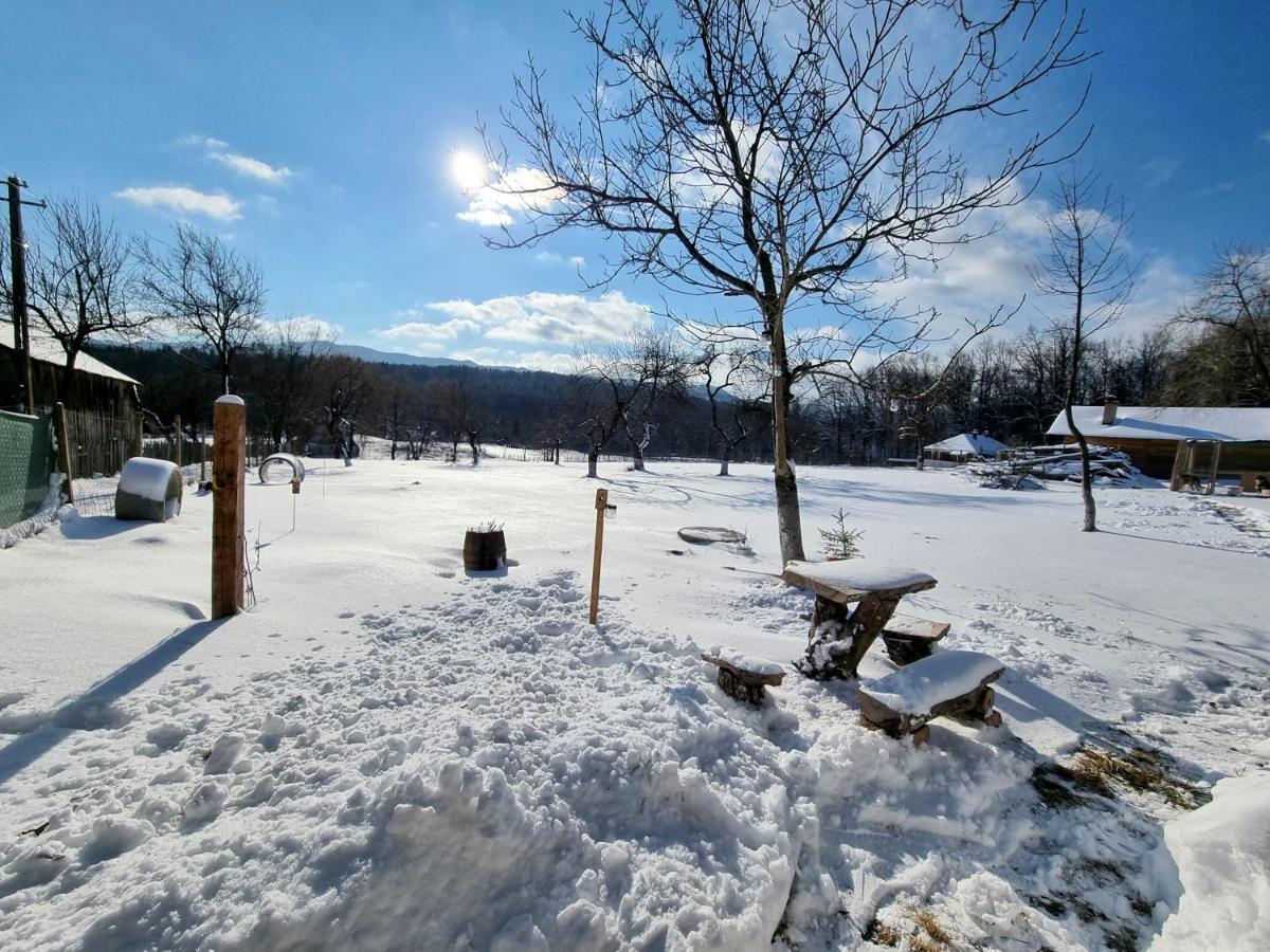 Casa Primitoare In Inima Naturii Si Padurii Rasca  ภายนอก รูปภาพ
